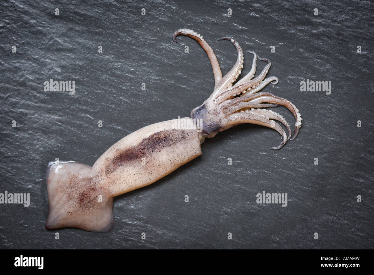 Seafood fresh squid raw ocean gourmet on dark background for cook in the restaurant Foto Stock