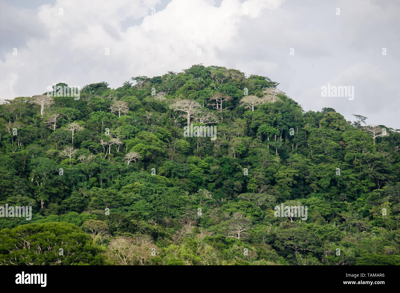 La lussureggiante foresta del Parco Nazionale di Soberania lungo il Fiume Chagres Foto Stock