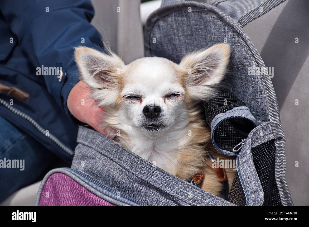 Carino chihuahua cane viaggia nel sacco Foto Stock