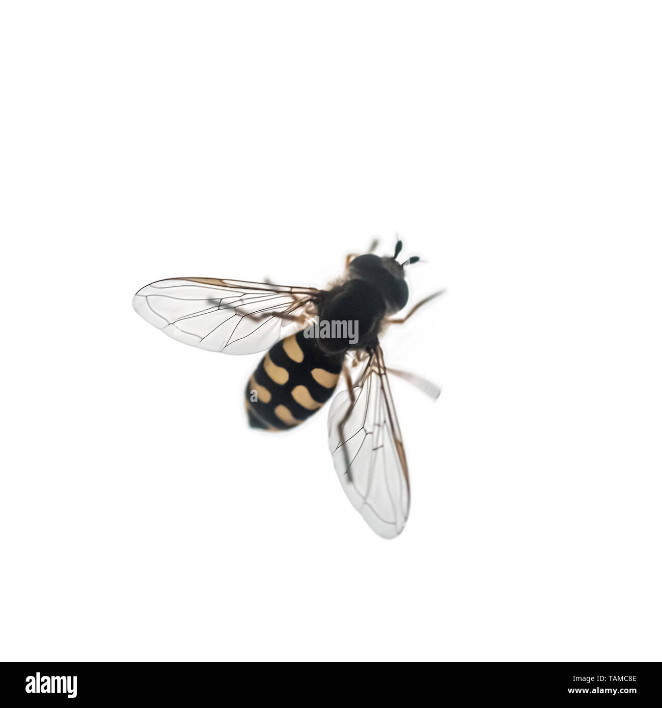 Hoverfly (Syrphus ribesii) imita una vespa nel colore e nella forma su sfondo bianco Foto Stock