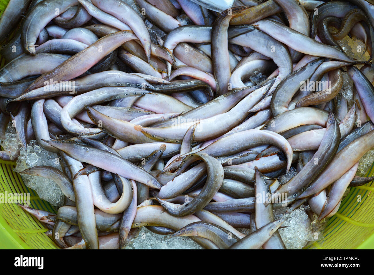 Fresh spiny eel fish in basket for sale in the local market in Laos Foto Stock