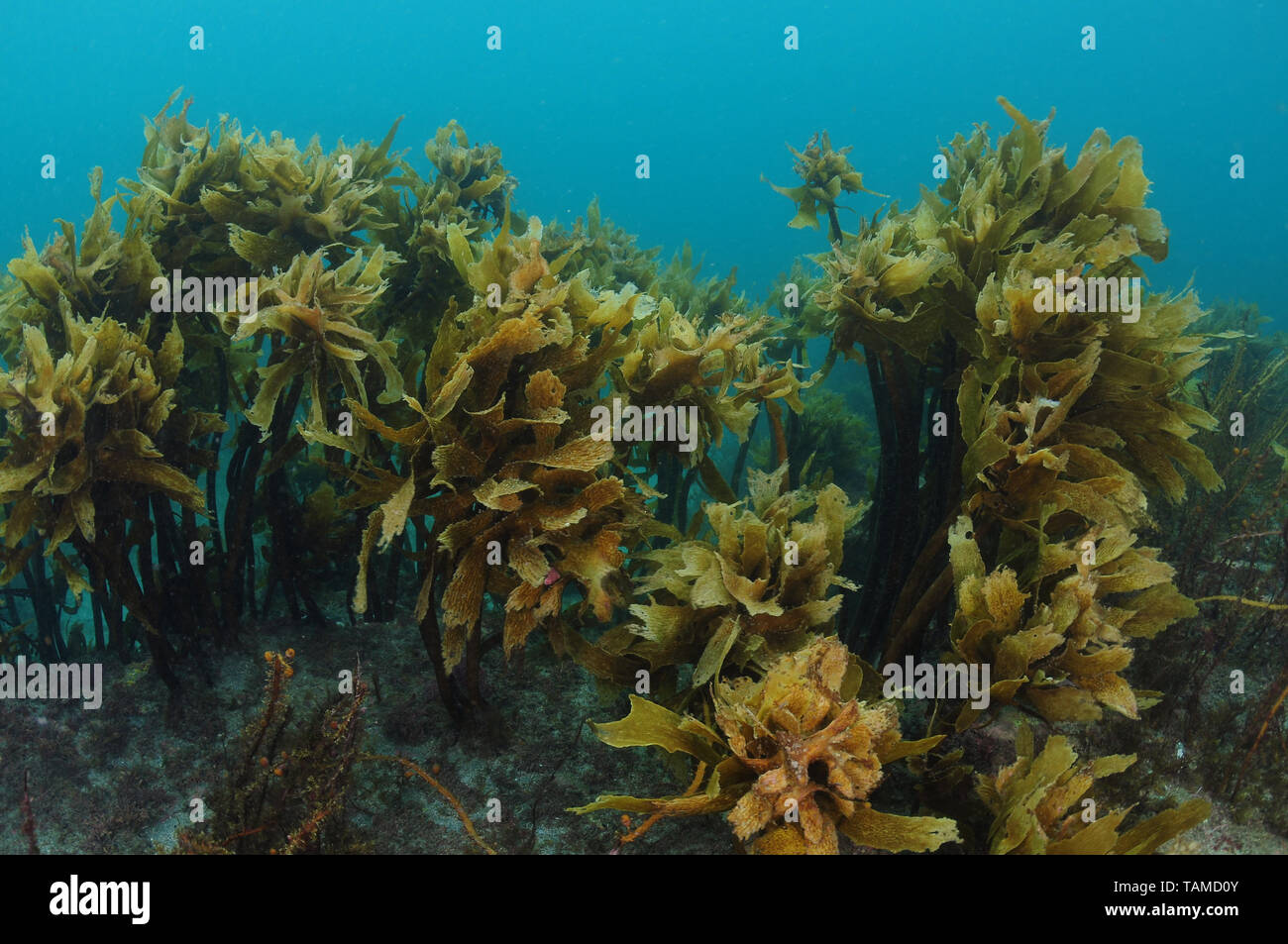 Foresta di alghe brune Ecklonia radiata crescente sul piatto scogliera rocciosa nascondendo alcuni coloratissimi invertebrati incrostanti. Foto Stock