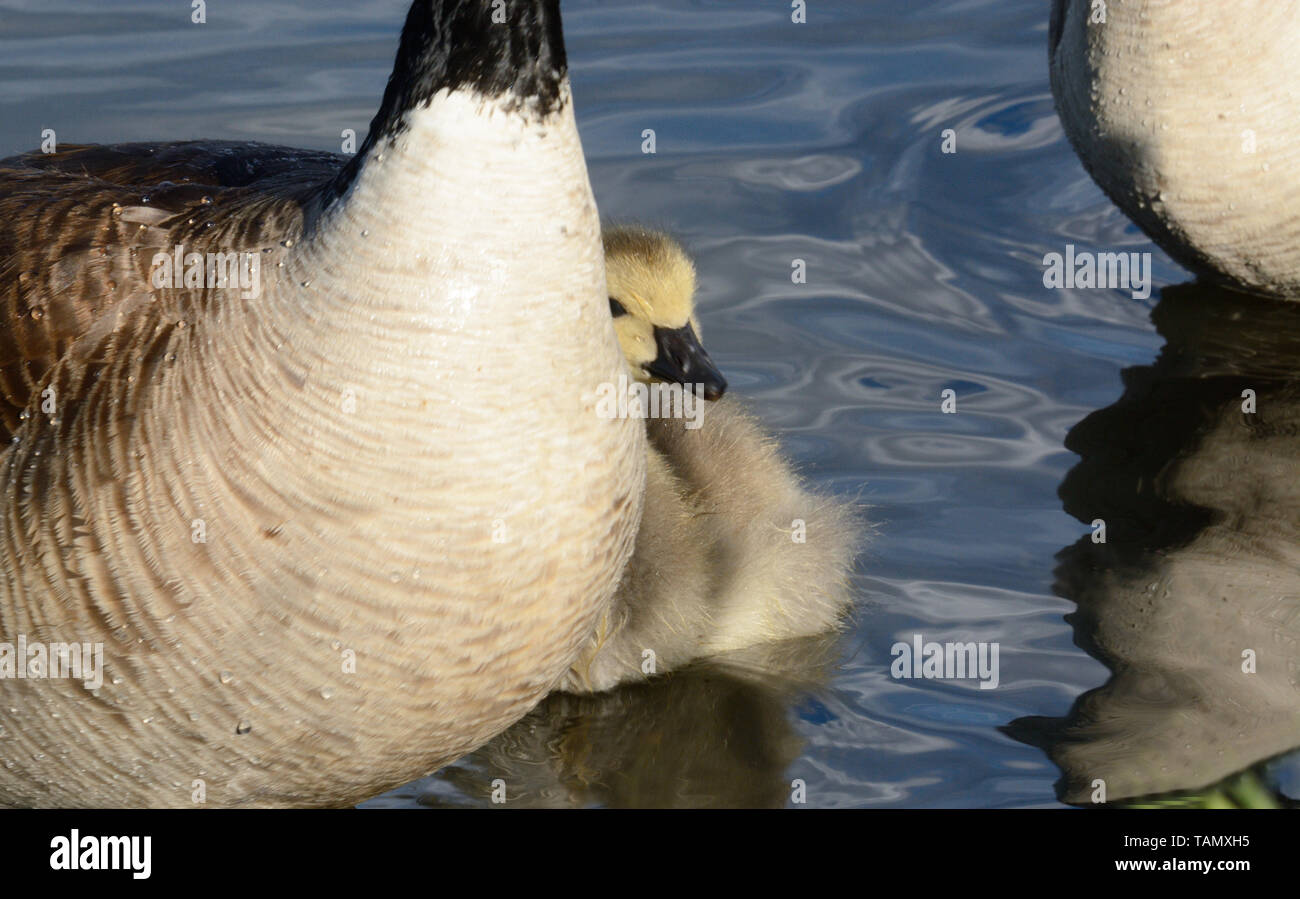 Ritratto emotivo di gosling vita: Baby Canada Goose gosling bird nuotano vicino ai genitori nel lago Foto Stock