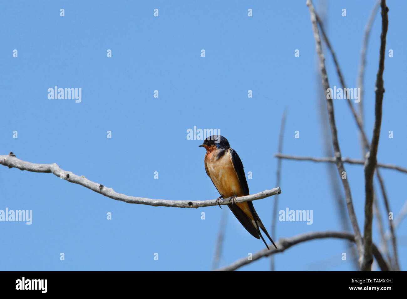 Barn swallow uccello o Hirundo rustica arroccato su albero morto arto contro il cielo blu Foto Stock