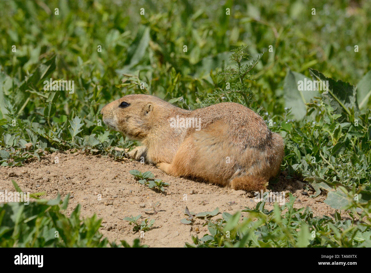 Fame wild Prairie Dog nel centro del campo di lusso di primavera di vegetazione verde Foto Stock