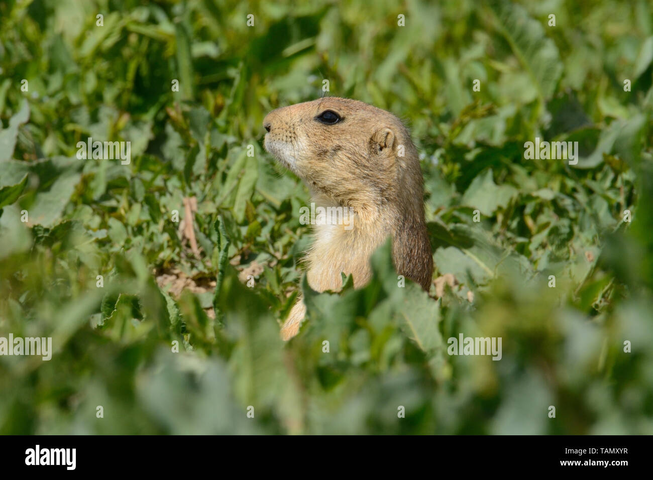 Testa del nero-tailed cane della prateria o Cynomys ludovicianus il peering fuori dalla primavera abbondanza di erba verde e di altra vegetazione commestibile Foto Stock