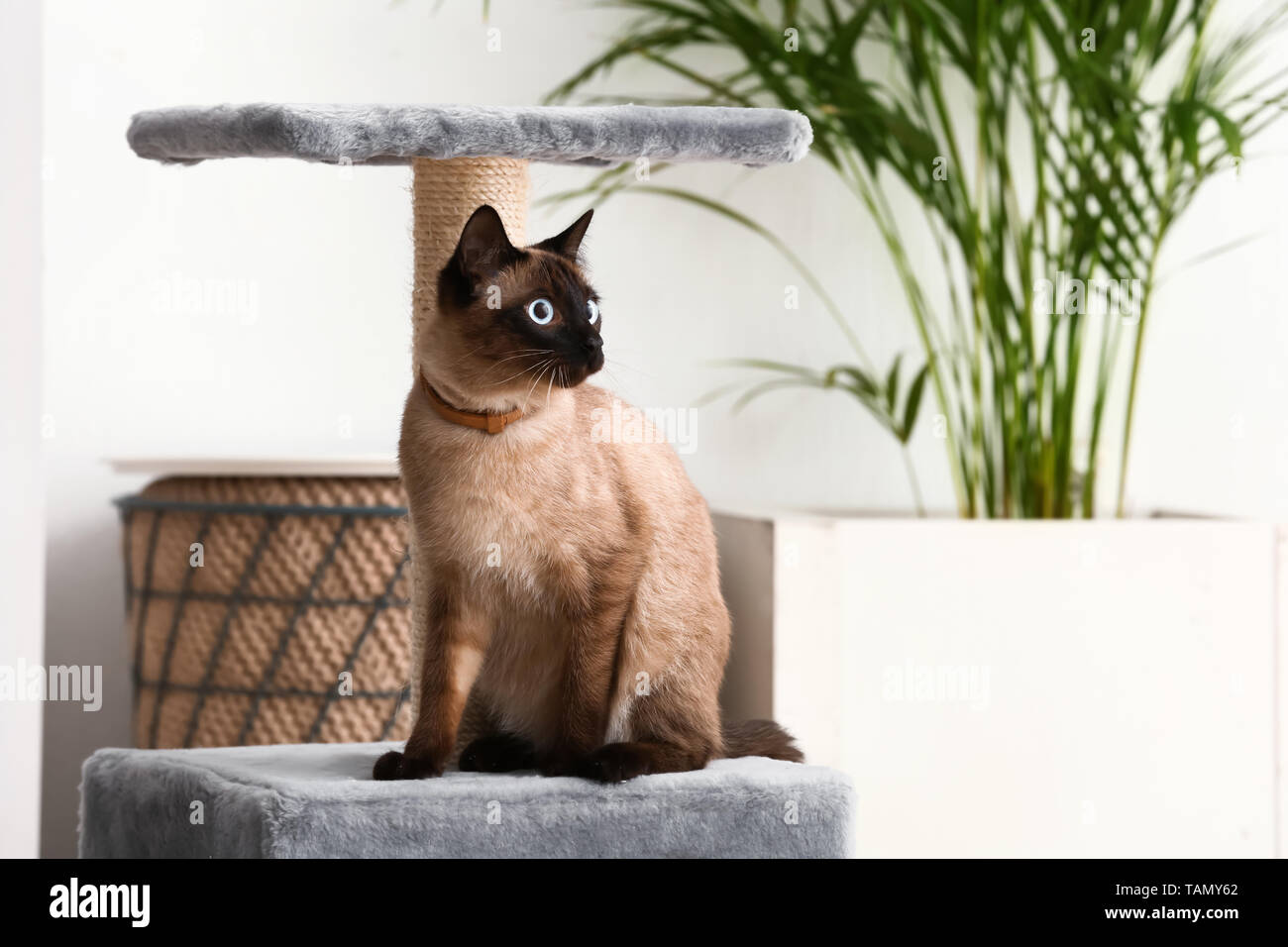 Carino divertente gatto Thai giocare con graffi post a casa Foto Stock