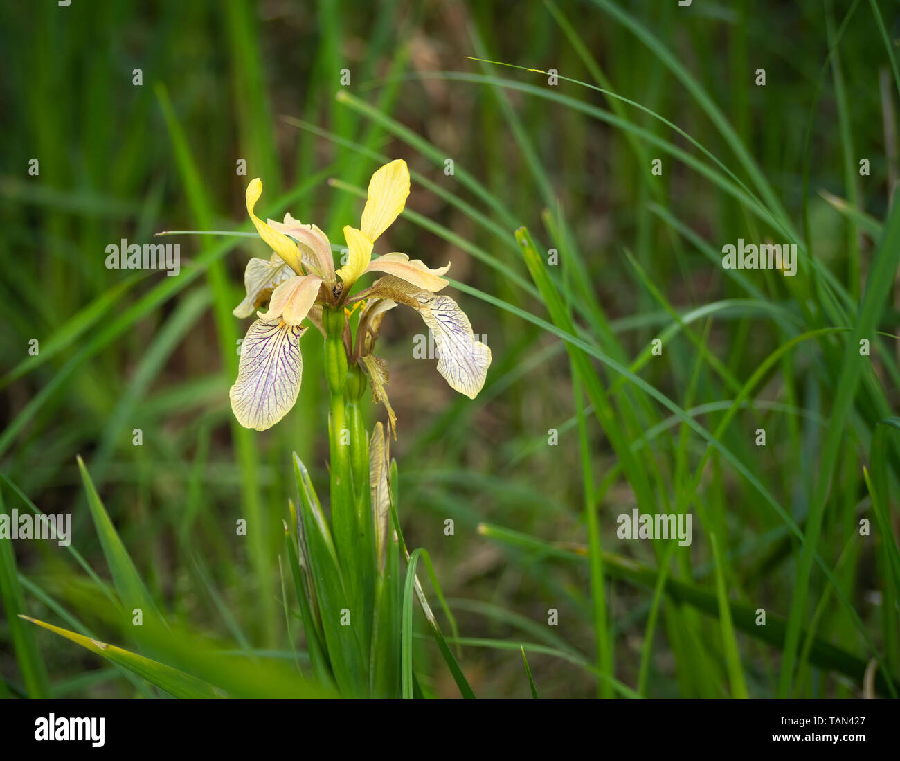 Puzzolente fiore Iris - Iris foetidissima. Foto Stock