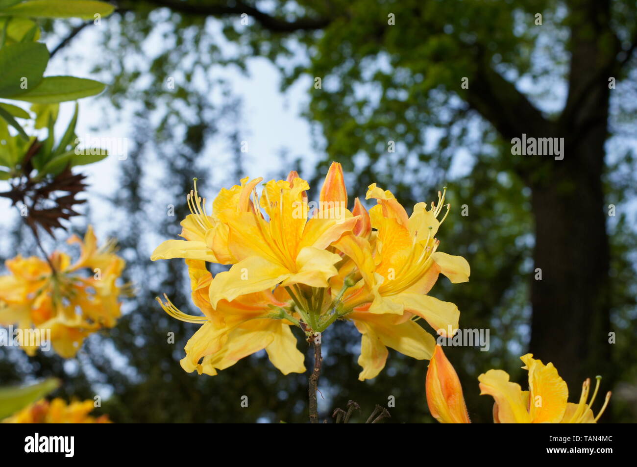 Rhododendron , Alpenrose Wuchsform: Strauch Größe: 150 cm Blütezeit: Juni-Juli Foto Stock