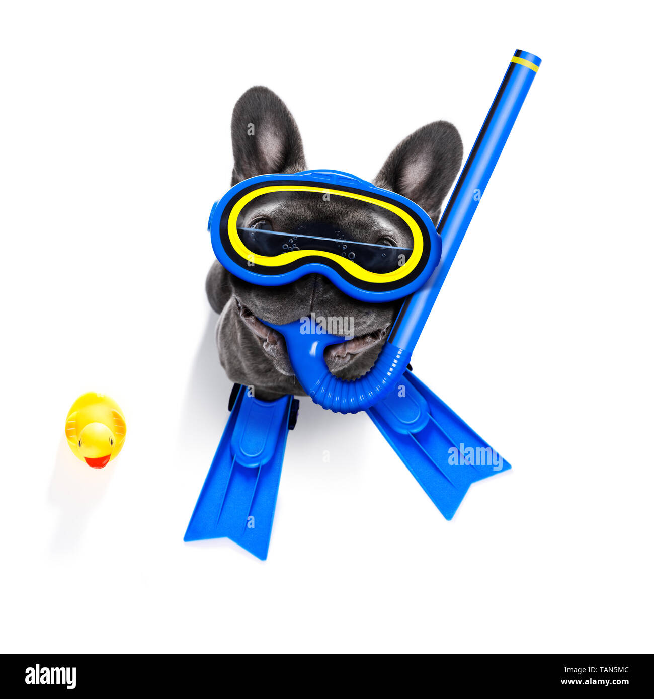 Snorkeling scuba diving bulldog francese cane con maschera e pinne , isolato su sfondo bianco Foto Stock