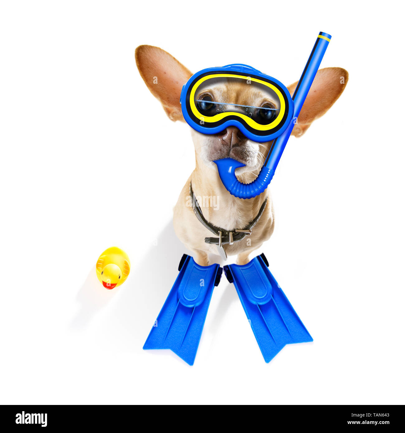 Snorkeling immersioni chihuahua cane con maschera e pinne , isolato su sfondo bianco Foto Stock