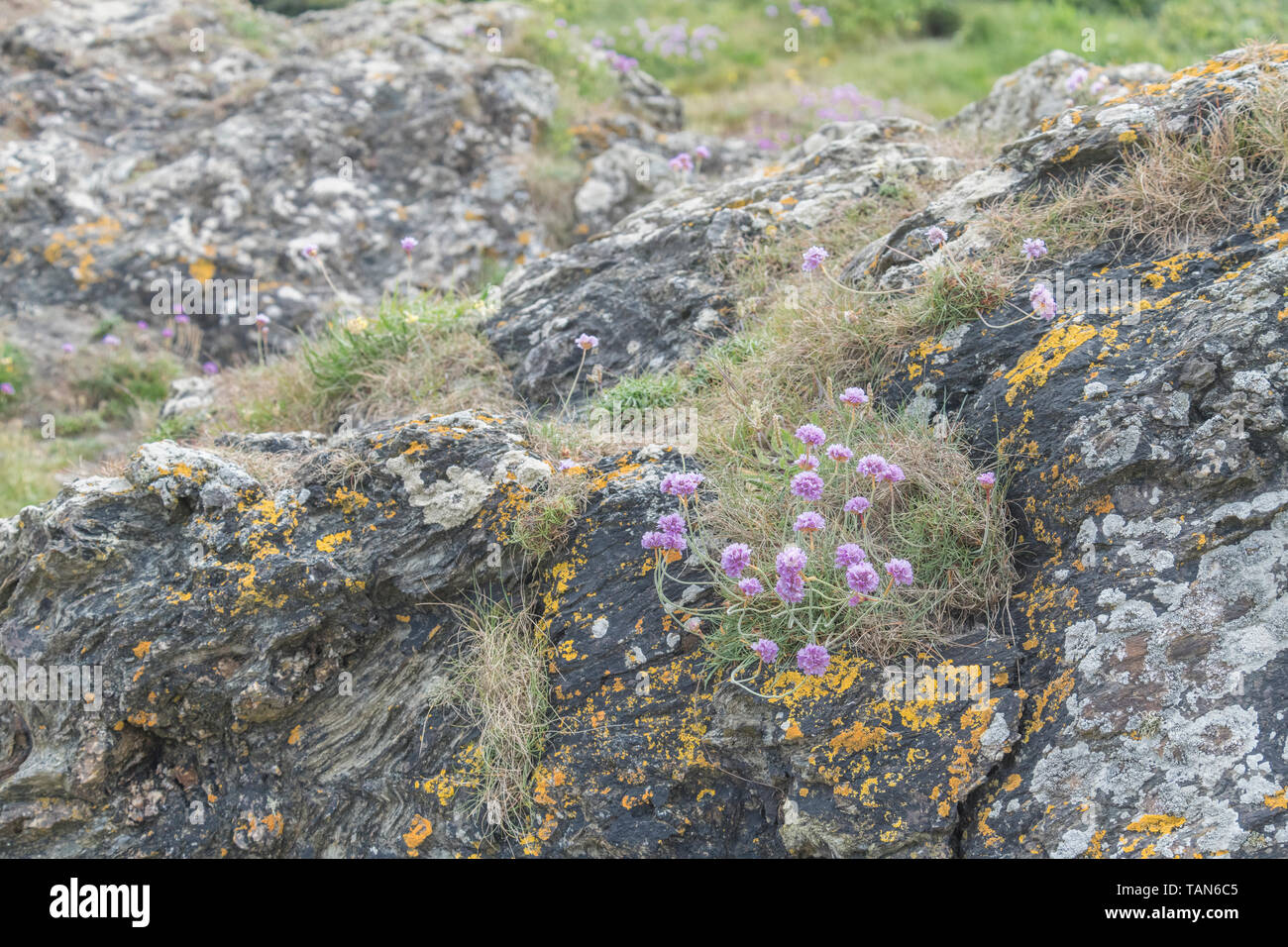 Cluster di fiori di colore rosa di parsimonia / Mare Rosa - Armeria maritima - su sperone di roccia. Comune di Riva del Regno Unito & impianti costieri. Foto Stock
