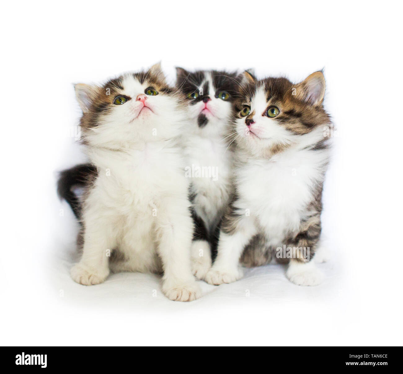 Gatto, animali domestici, animali gattino, grazioso, bianco, animali, feline, giovani, cercando, sfondo, isolata, uno, tabby, piccolo, persone, no, gatti, pelliccia, at, striped, Foto Stock