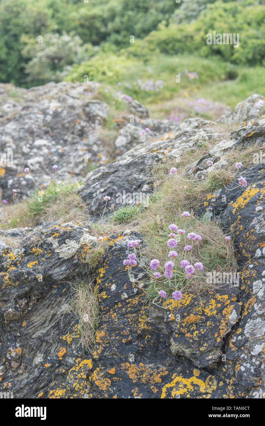 Cluster di fiori di colore rosa di parsimonia / Mare Rosa - Armeria maritima - su sperone di roccia. Comune di Riva del Regno Unito & impianti costieri. Foto Stock