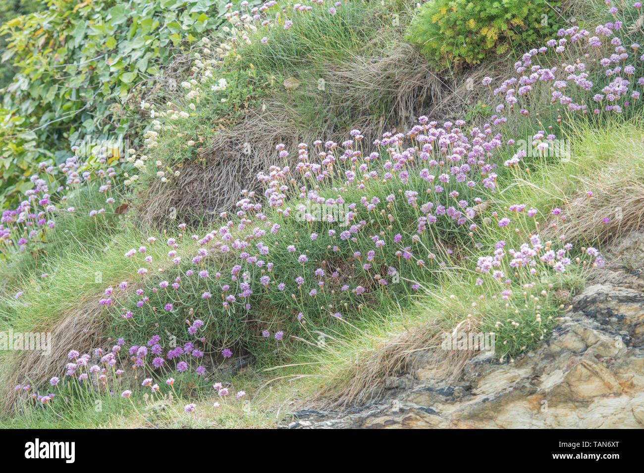 Cluster di fiori di colore rosa di parsimonia / Mare Rosa - Armeria maritima - su sperone di roccia. Comune di Riva del Regno Unito & impianti costieri. Wild flower patch. Foto Stock