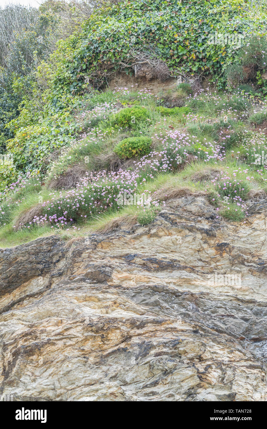 Cluster di fiori di colore rosa di parsimonia / Mare Rosa - Armeria maritima - su sperone di roccia. Comune di Riva del Regno Unito & impianti costieri. Wild flower patch. Foto Stock