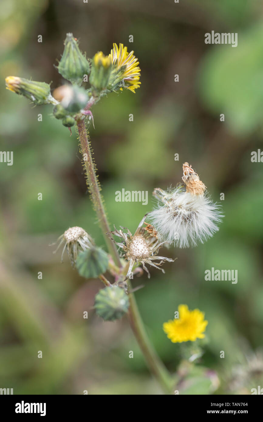 Soffici seme-capi di liscio Sow-thistle / Sonchus oleraceus - Ordinamento dell'equivalente di un orologio di tarassaco. Foto Stock