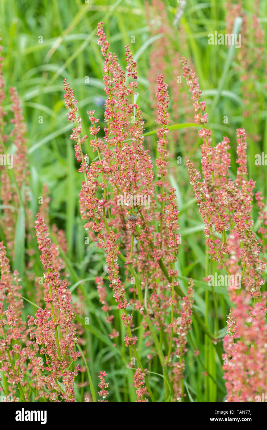 Comune di fioritura Sorrel / Rumex acetosa crescente selvatici in un Cornish siepe. Acido ha foglie di degustazione - foraggio e sala da pranzo sul concetto di selvatico. Foto Stock