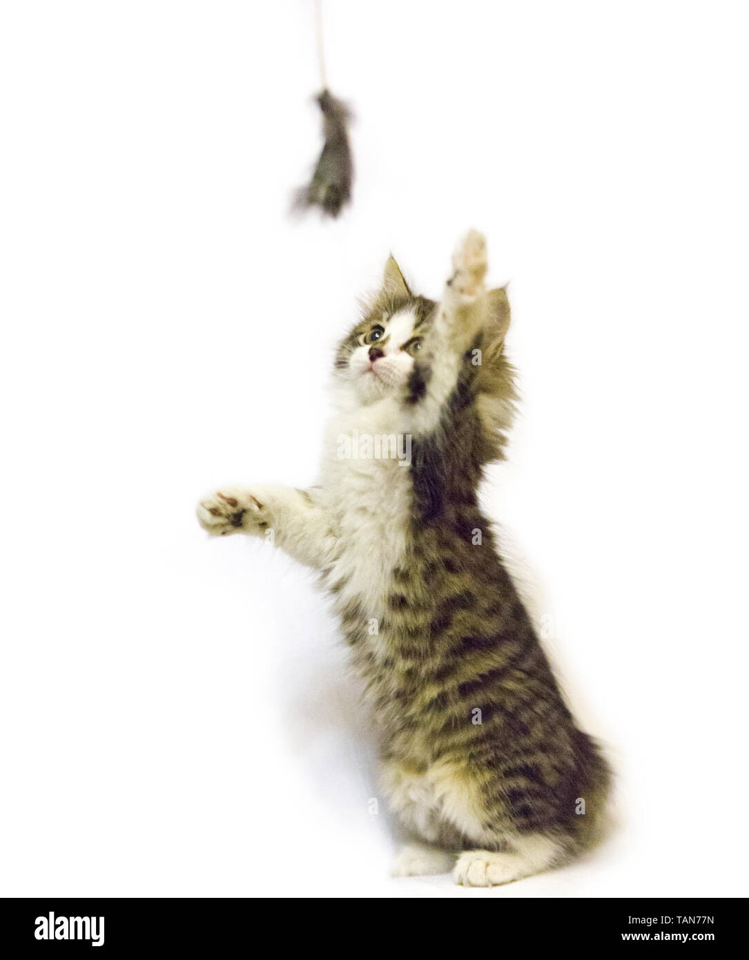 Gatto animale animali gattino simpatici animali bianco felina, Foto Stock