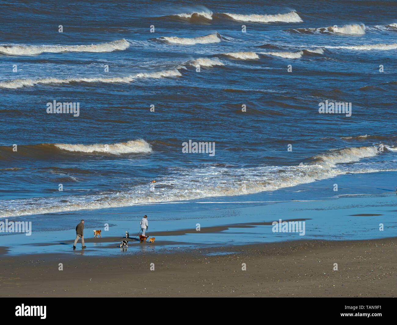 Pochi cani Cromer Beach a bassa marea North Norfolk in primavera Foto Stock