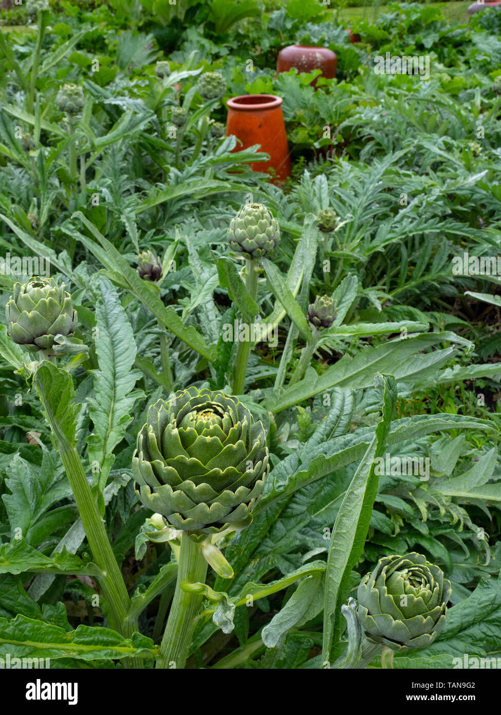 Carciofi o il cardo Thistle Cynara cardunculus Foto Stock