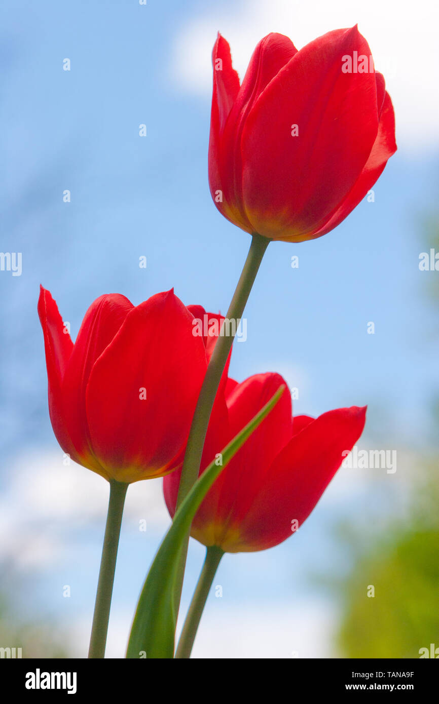 Tulipani rossi e blu cielo close up Foto Stock