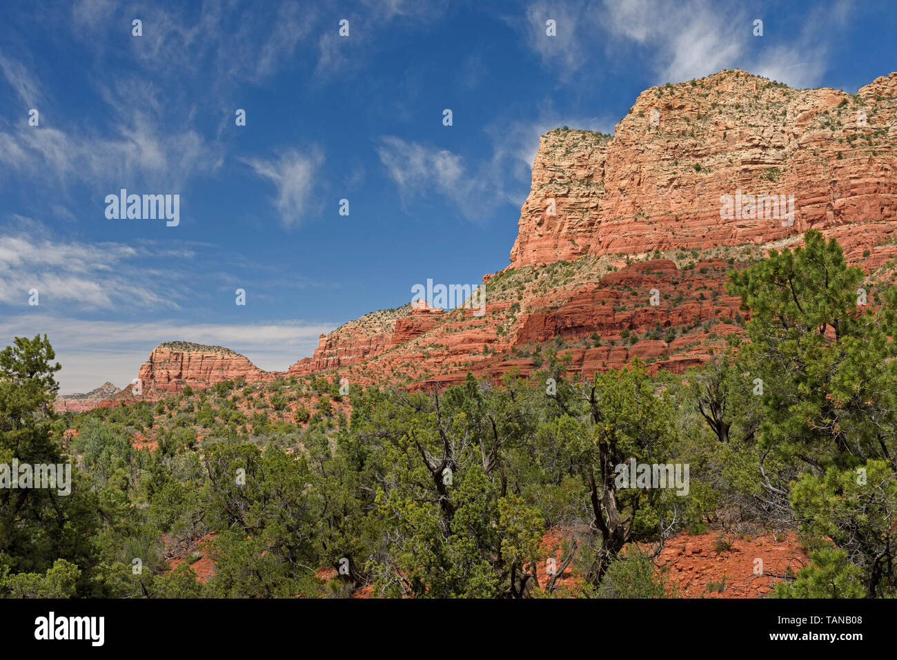 Il Red Rock scogliere tra gli alberi vicino a Sedona, in Arizona Foto Stock