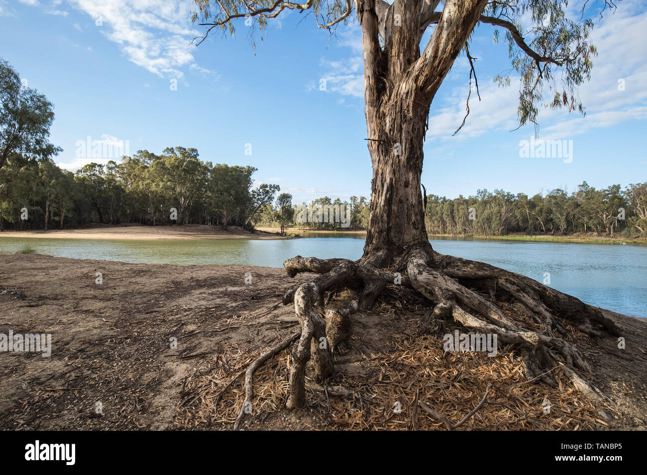 Fiume Gomma rossa allo svincolo di Murray Darling fiumi NSW Australia Foto Stock