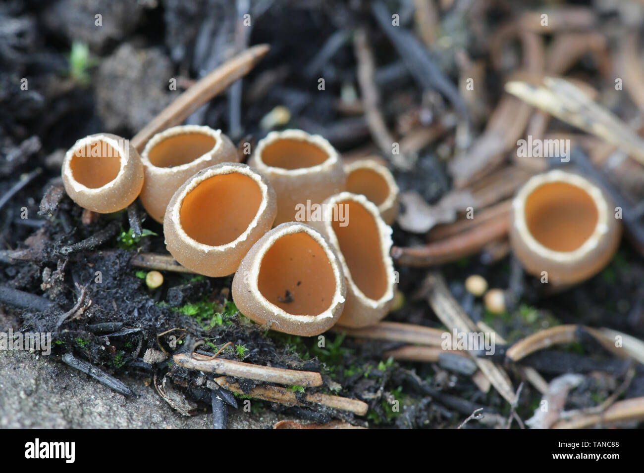 Geopyxis carbonaria, noto come il carbone amorevole elf-cup, dwarf acorn cup, sgambate falò tazza o tazza pixie Foto Stock