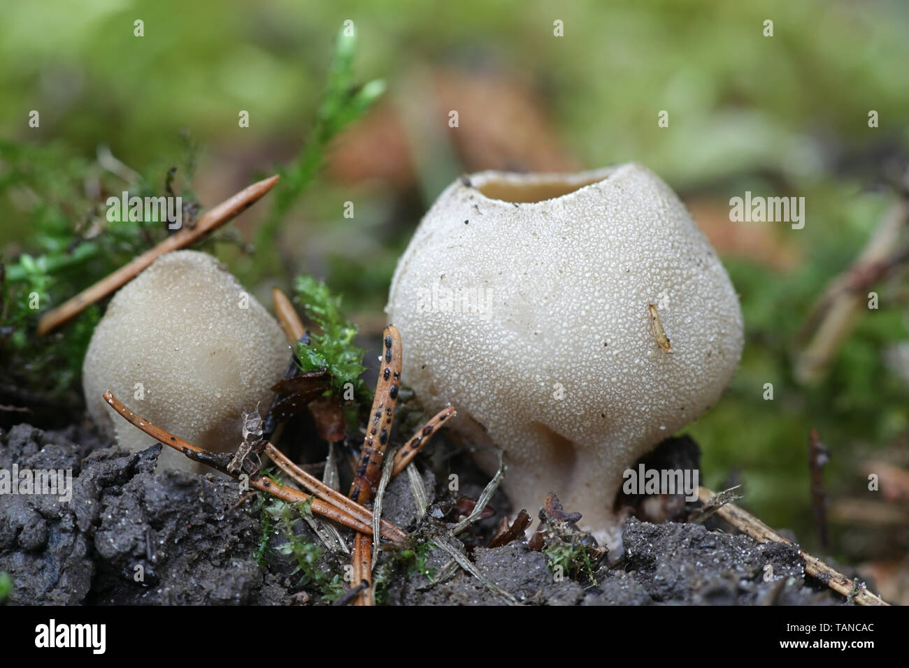 Tarzetta catinus, noto come maggiore coppa dentata fungo Foto Stock