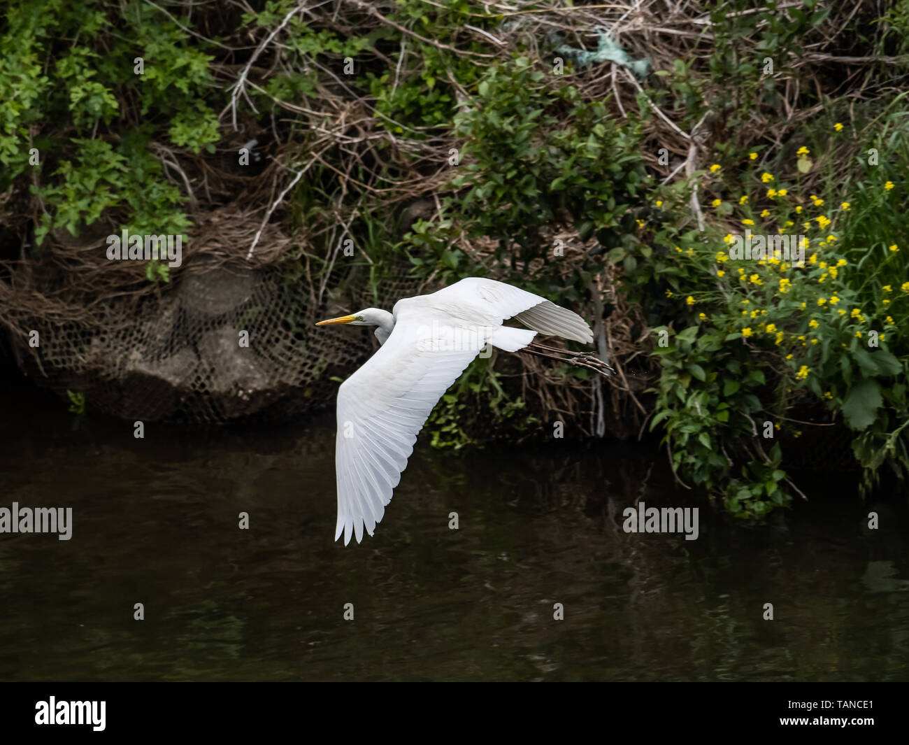 Un orientale airone bianco maggiore, Ardea alba modesta, vola sopra il fiume Sakai a Yokohama, Giappone. Foto Stock