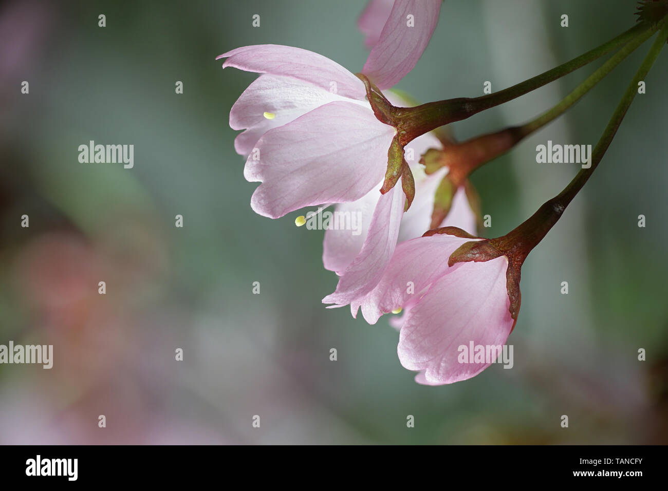 Prunus sargentii, comunemente noto come Sargent della ciliegia o Nord giapponese cherry hill Foto Stock