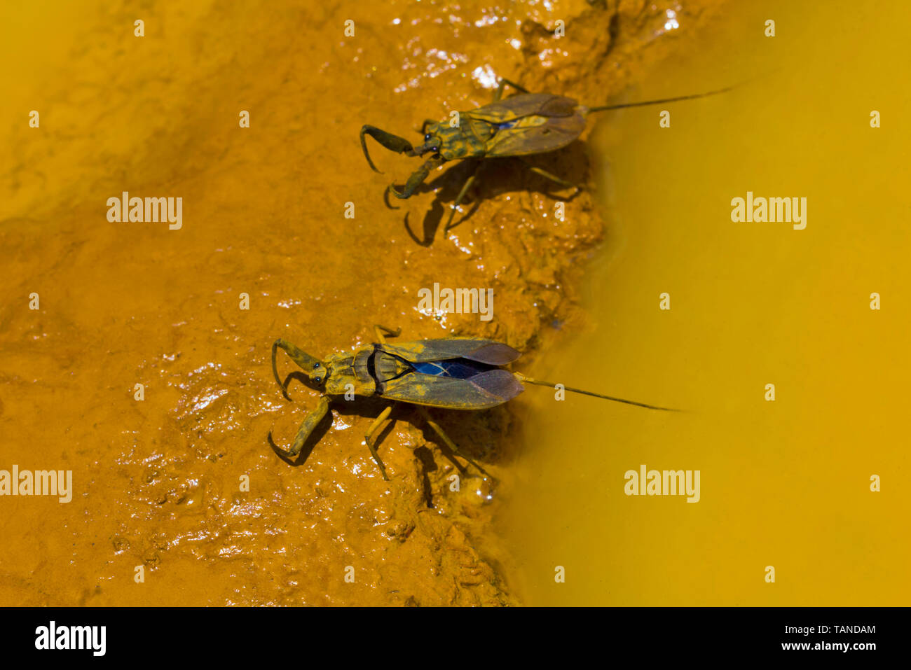 Acqua scorpion, Heteroptera, Amboli, Sawantwadi, Maharashtra, India. Foto Stock