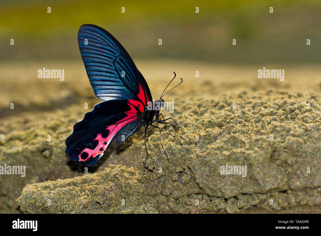 Redbreast, Papilio alcmenor, Namdpha riserva della tigre, Arunachal Pradesh, India. Foto Stock