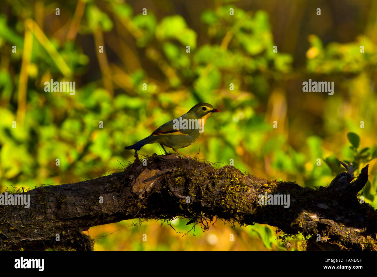 Red fatturati leiothrix, Leiothrix lutea, Sattal, Uttarakhand, India. Foto Stock
