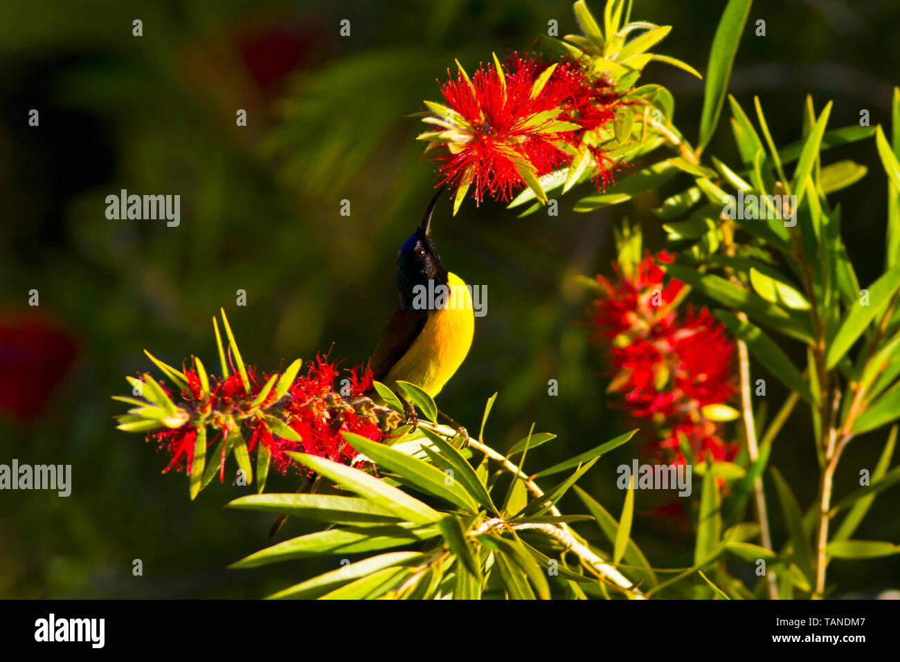 Green tailed sunbird, Aethopyga nipalensis, Sattal, Uttarakhand, India. Foto Stock