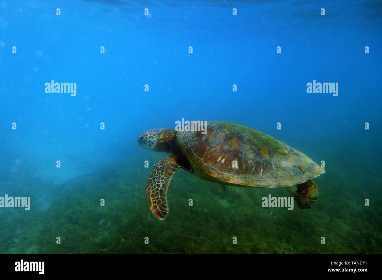 Tartaruga Verde (Chelonia Mydas), vicino a Fitzroy Island, della Grande Barriera Corallina, vicino a Cairns, Queensland, Australia Foto Stock