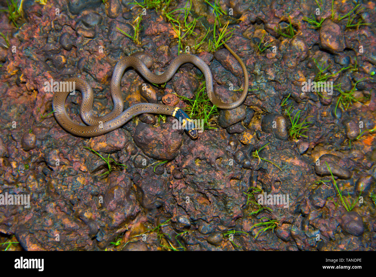 Serpente a testa nera di Dumeril, Sibynophis subpunctatus, Amboli, Maharashtra, India. Endemica in Bangladesh, India, Sri Lanka e Nepal Foto Stock