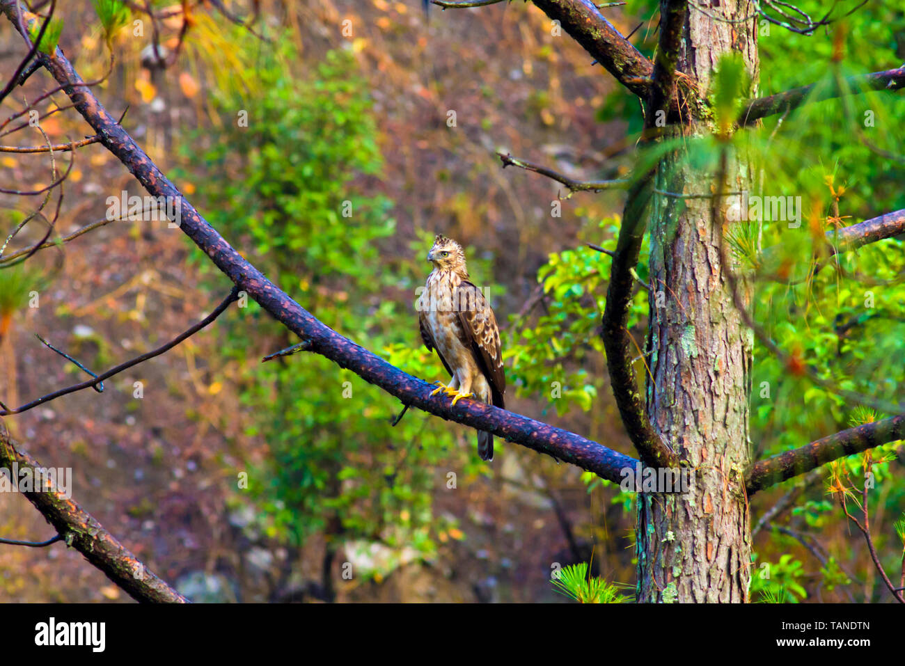 Modificabile hawk-eagle o crested hawk-eagle, Nisaetus cirrhatus, Chaffi, Uttarakhand, India. Foto Stock