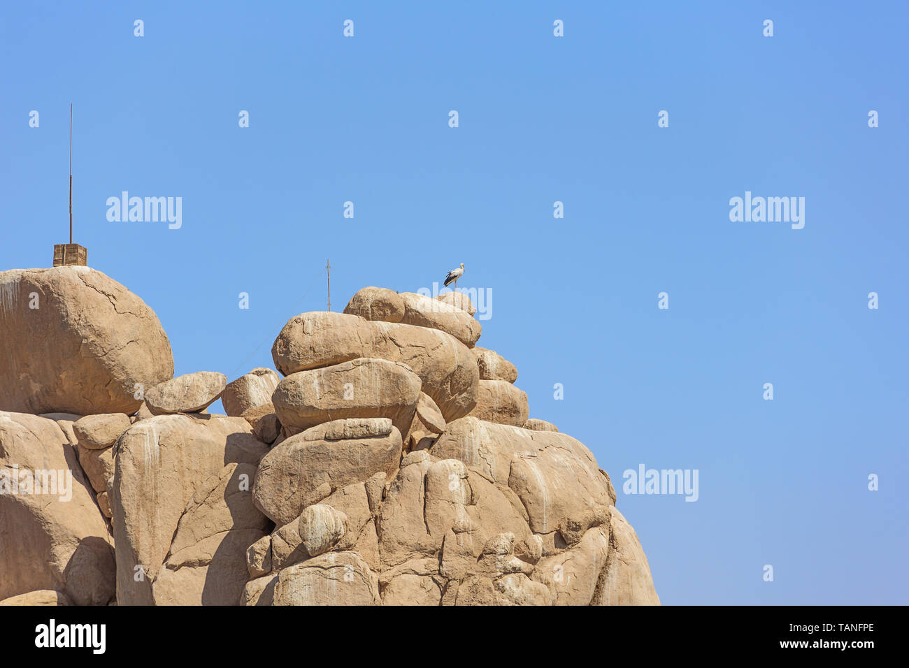 Una cicogna si appollaia sulla parte superiore di un isolotto vicino a Isola di Agilkia Foto Stock