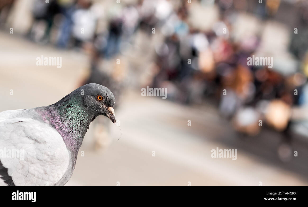 A Trafalgar Square Pigeon a Londra, Inghilterra, Regno Unito. Foto Stock