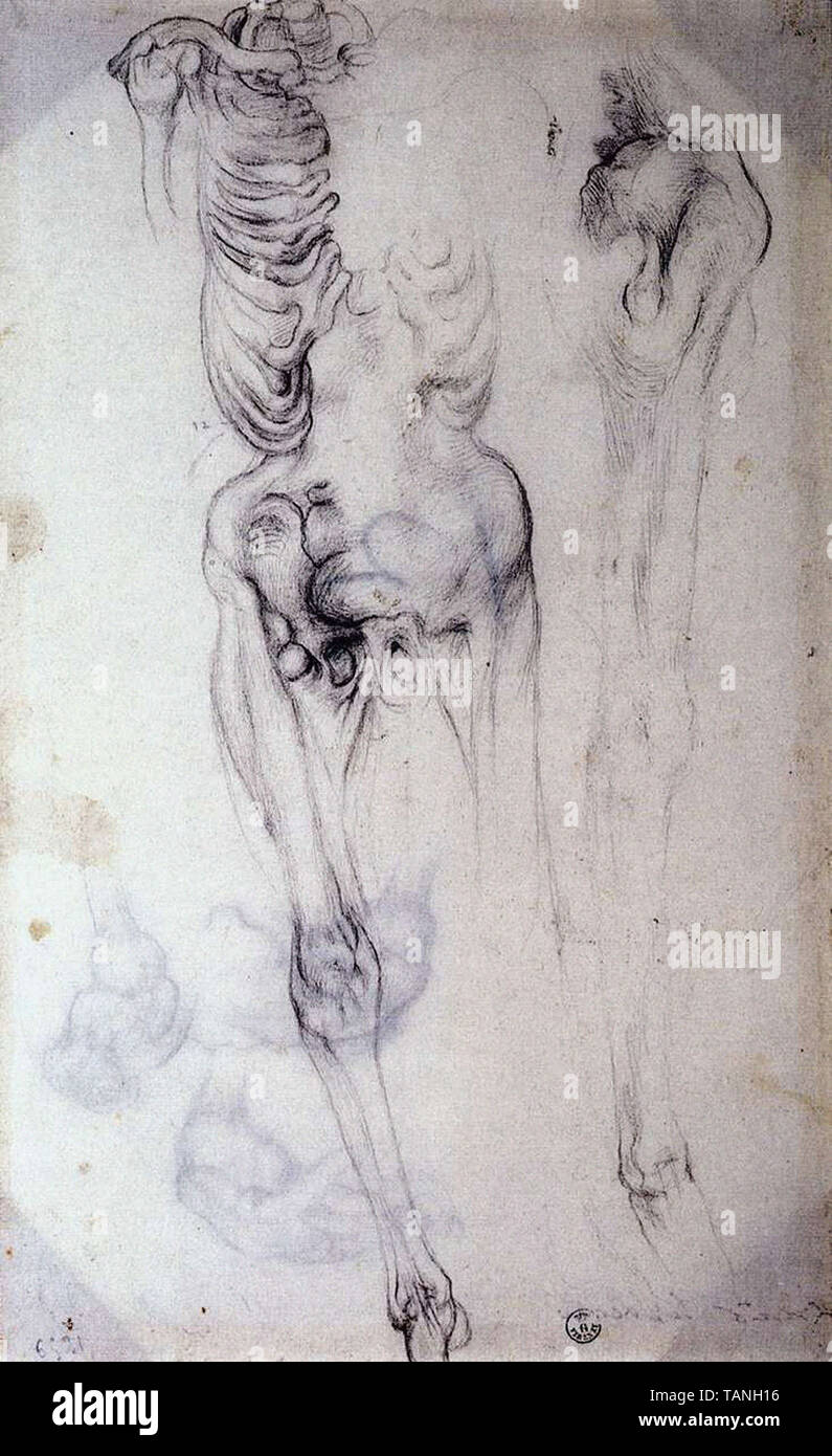 Jacopo Carucci a.k.a Jacopo da Pontormo - studio anatomico Foto Stock