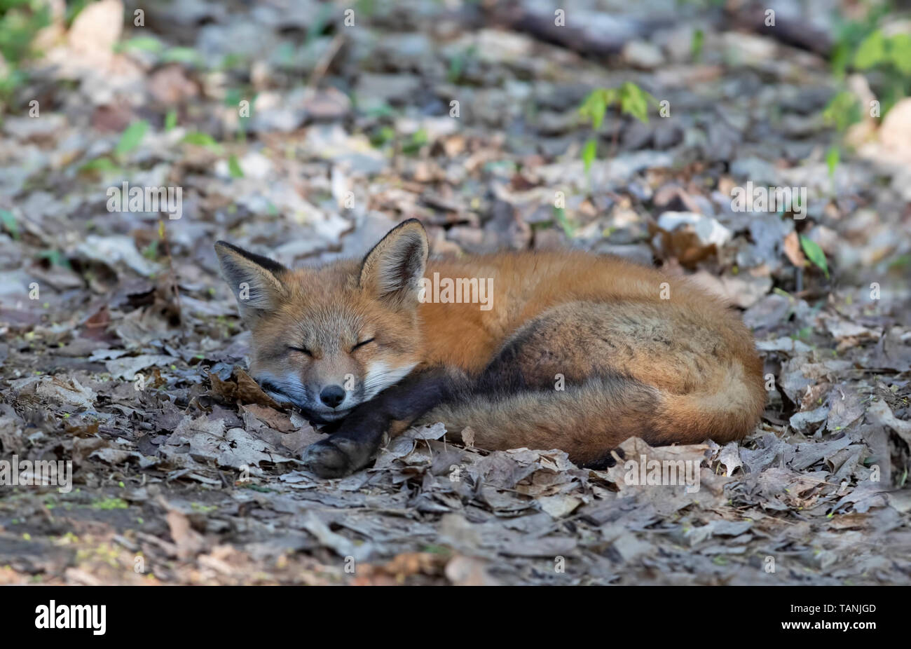 La volpe rossa Vulpes vulpes kit avvolto a ricciolo dormire in foglie in primavera in Canada Foto Stock