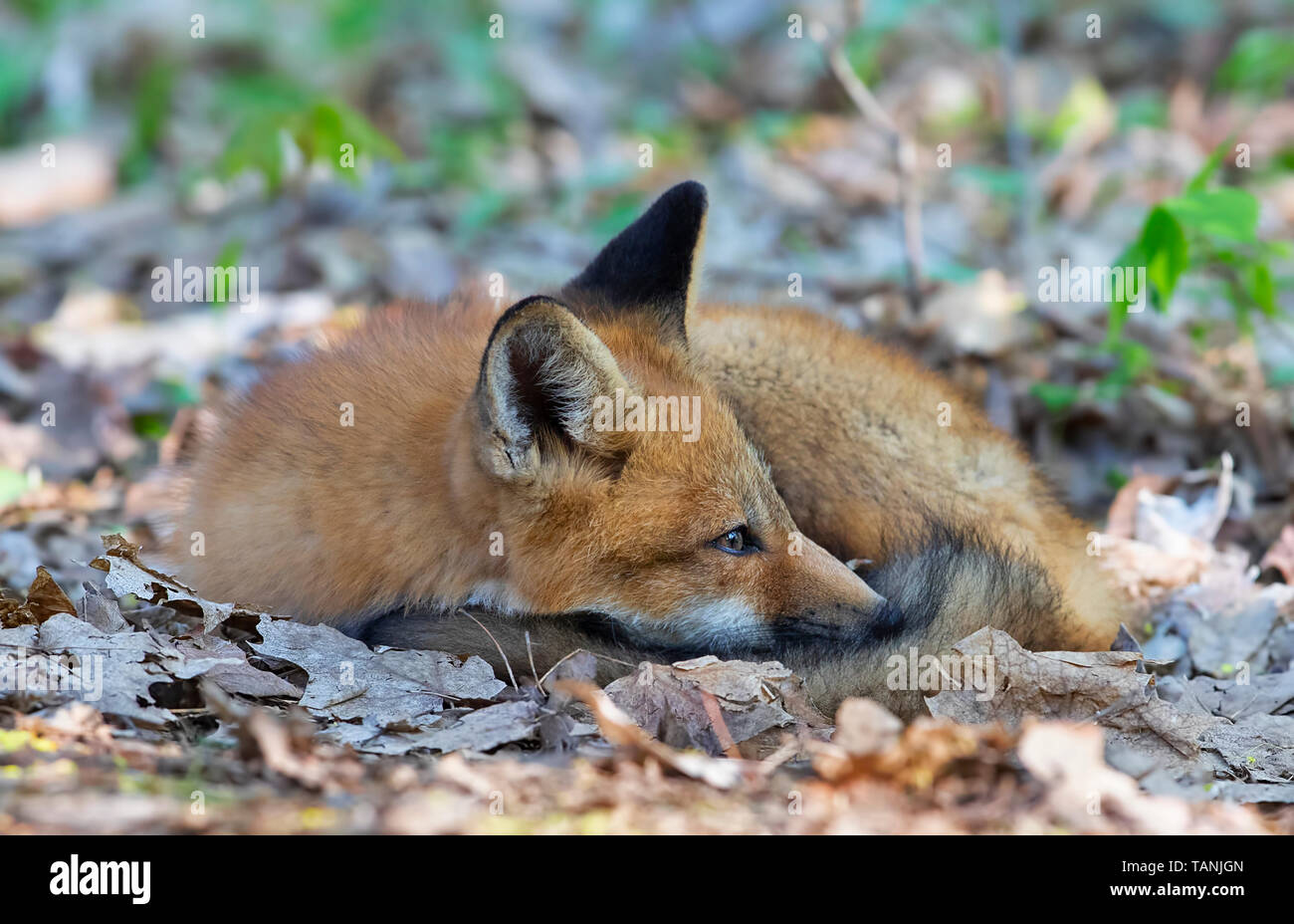 La volpe rossa Vulpes vulpes kit avvolto a ricciolo dormire in foglie in primavera in Canada Foto Stock