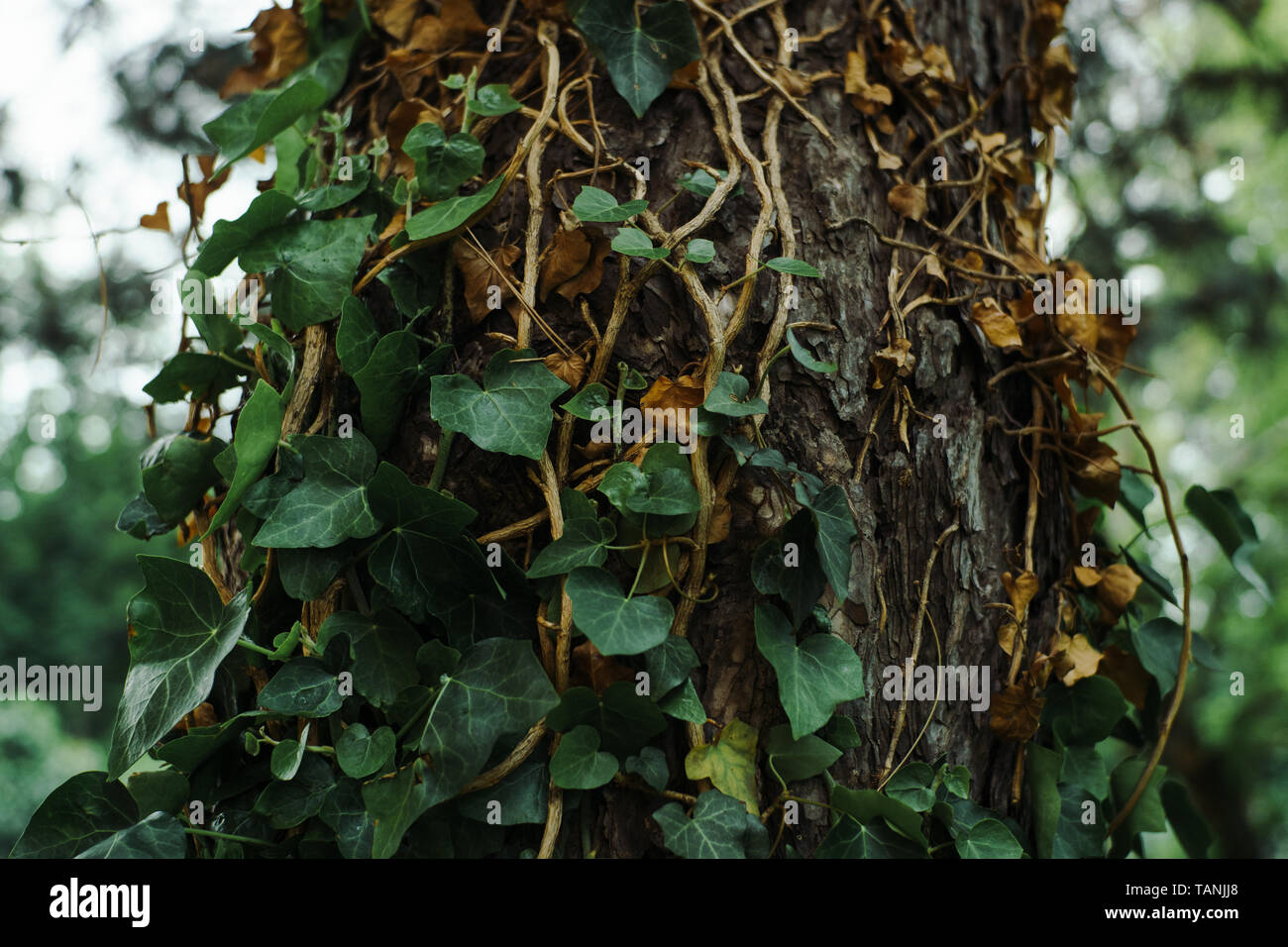 Verde edera pianta che cresce su un vecchio albero. La fauna selvatica, il giardinaggio e il concetto di invecchiamento. Foto Stock