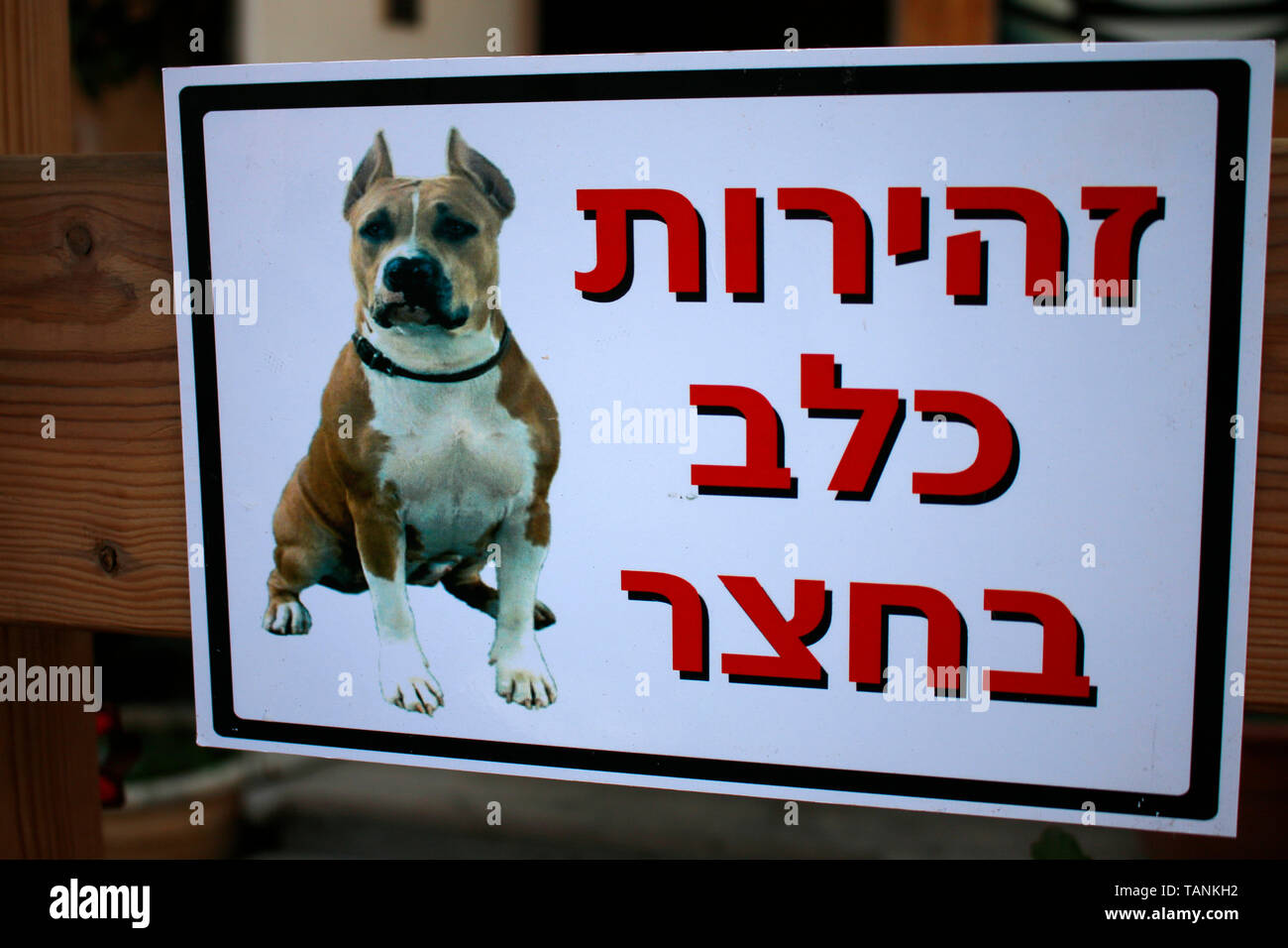 Warnung vor dem Hunde (Pitbull Terrier), Tel Aviv, Israele (nur fuer redaktionelle Verwendung. Keine Werbung. Referenzdatenbank: http://www.360-berlin. Foto Stock