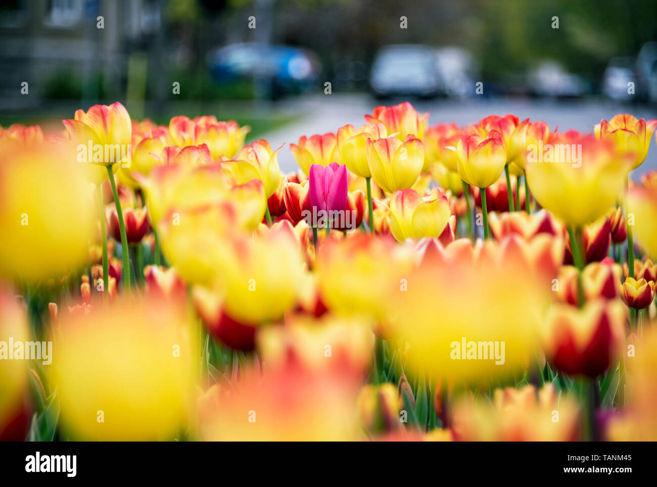 Canadian Tulip Festival 2019 Foto Stock