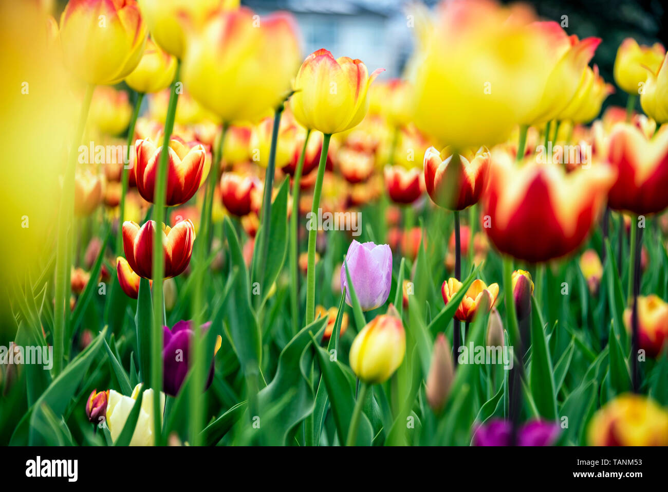 Canadian Tulip Festival 2019 Foto Stock