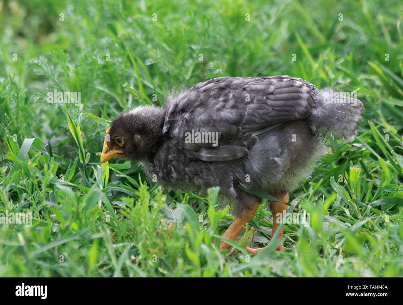 Un grazioso piccolo pulcino su erba verde Foto Stock