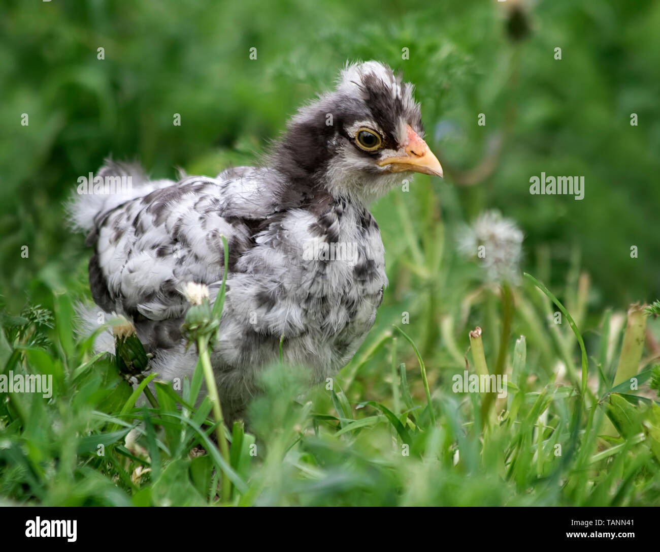 Un grazioso piccolo pulcino su erba verde Foto Stock
